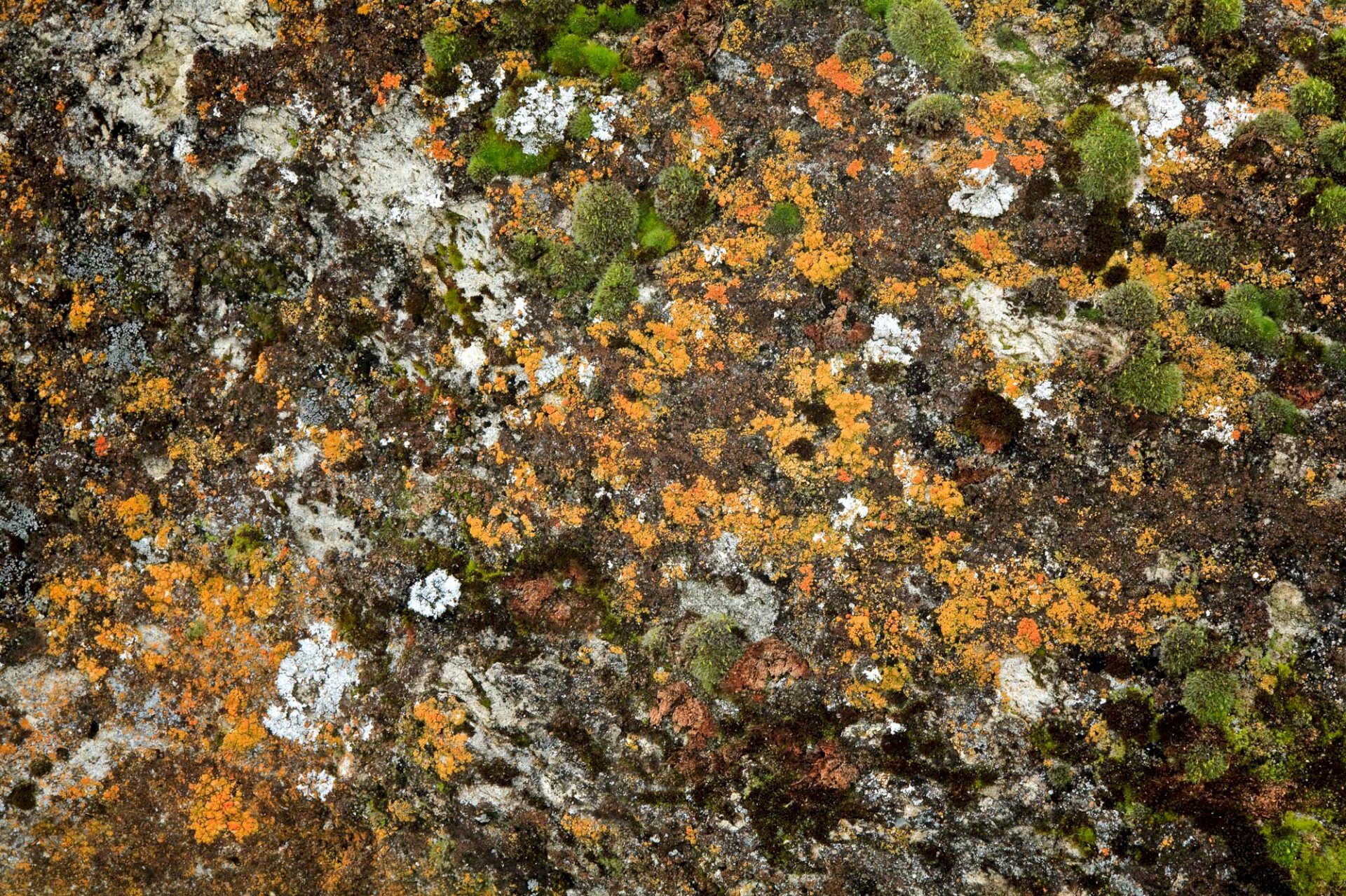 Flag Hill Lichen