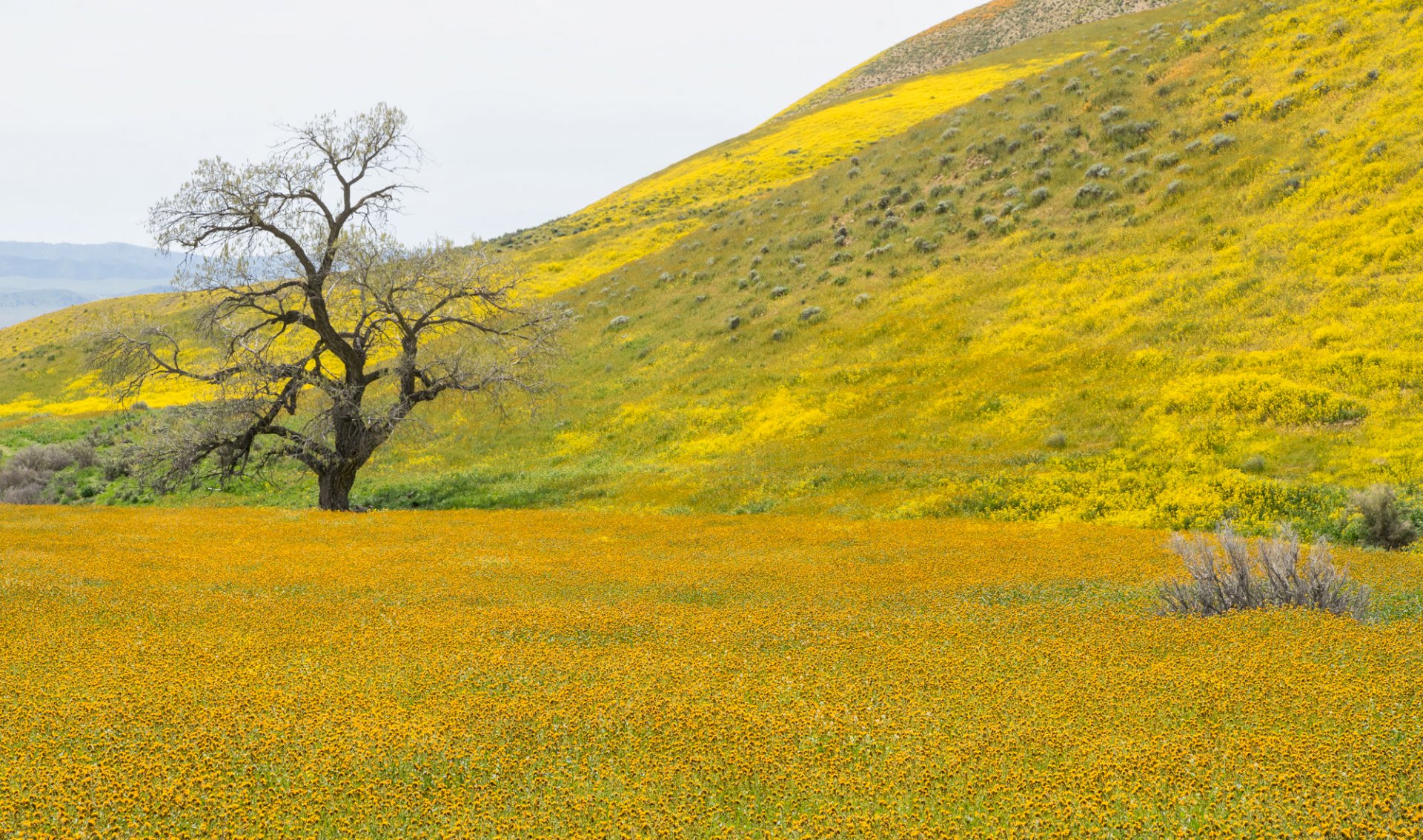 Gold Mountain Oak