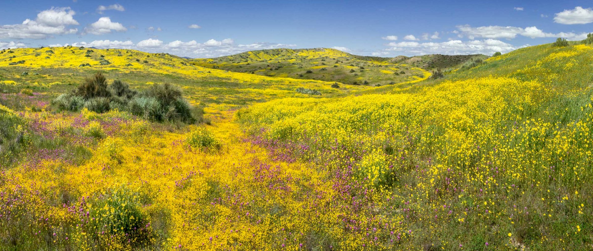 Temblor Foothill Bloom