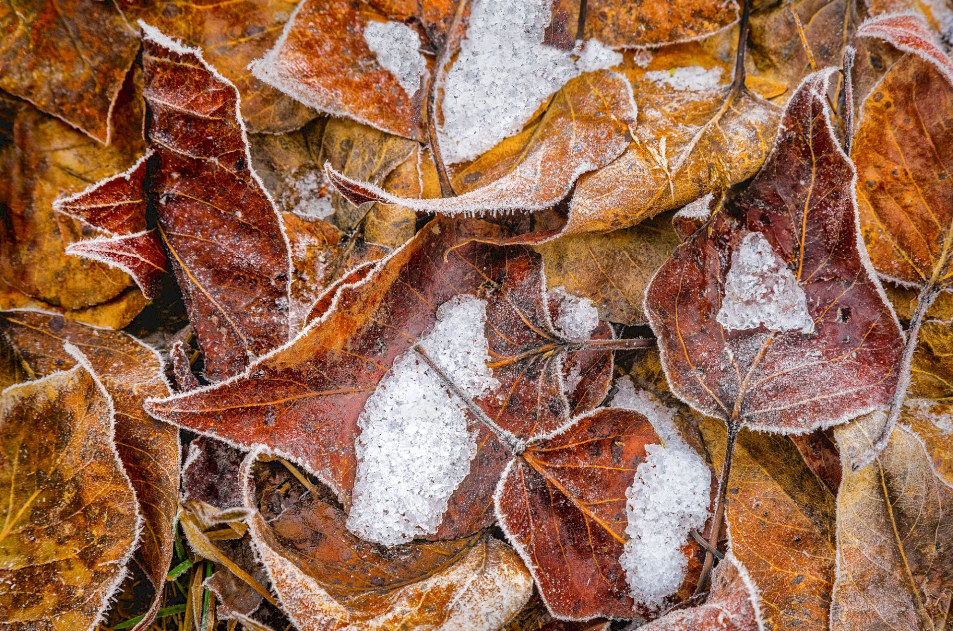 Yosemite Snowy Leaf Mold