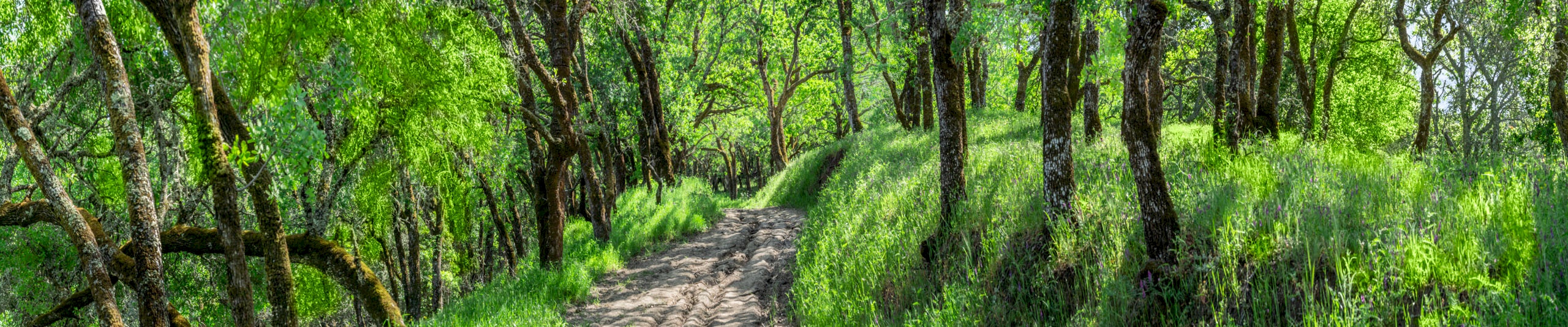 Briones-Trail-Pano-2304_6198